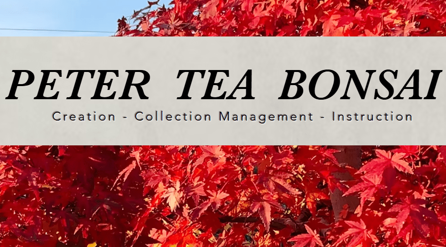 🌿Field Trip – Peter Tea’s Bonsai Garden